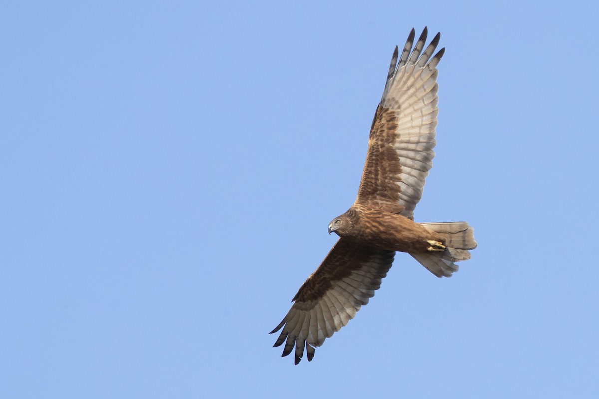 Swamp Harrier - ML358185591