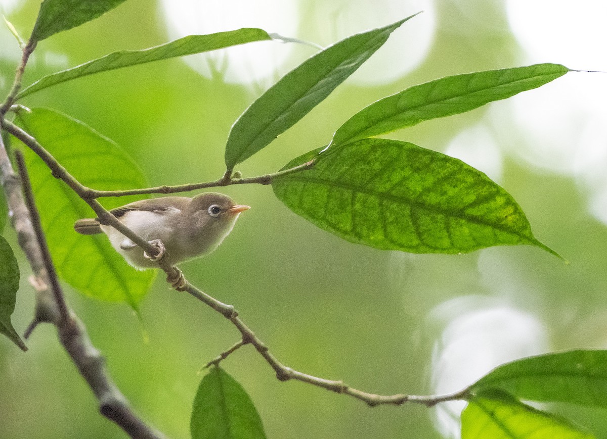 Principe White-eye - Alain Jacot