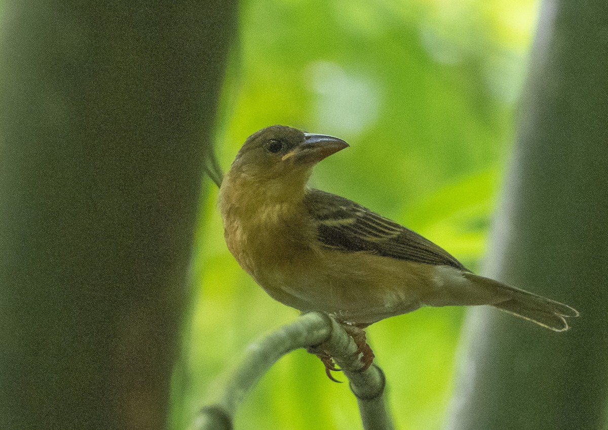 Giant Weaver - ML358186371