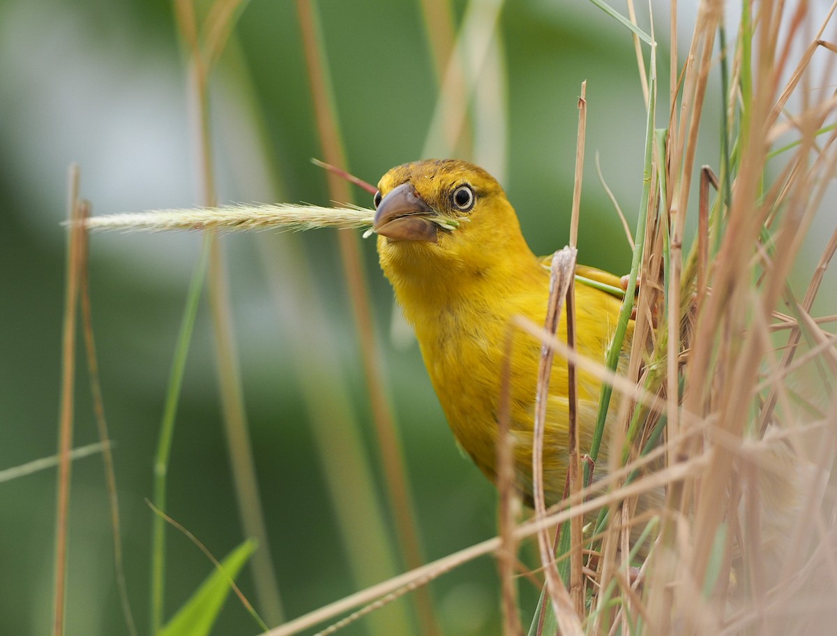 Principe Golden-Weaver - Alain Jacot