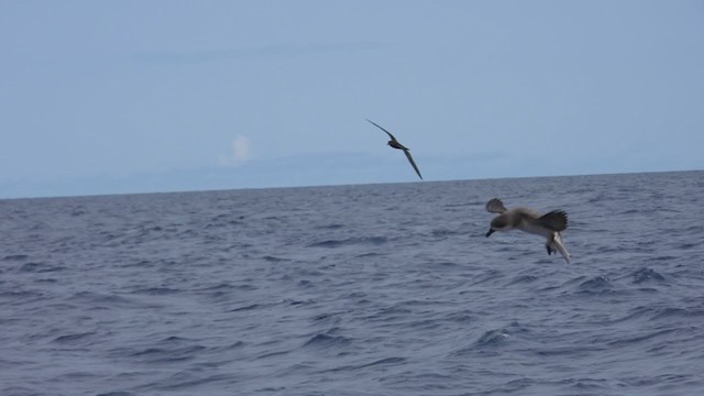 Fea's Petrel (Desertas) - ML358187761