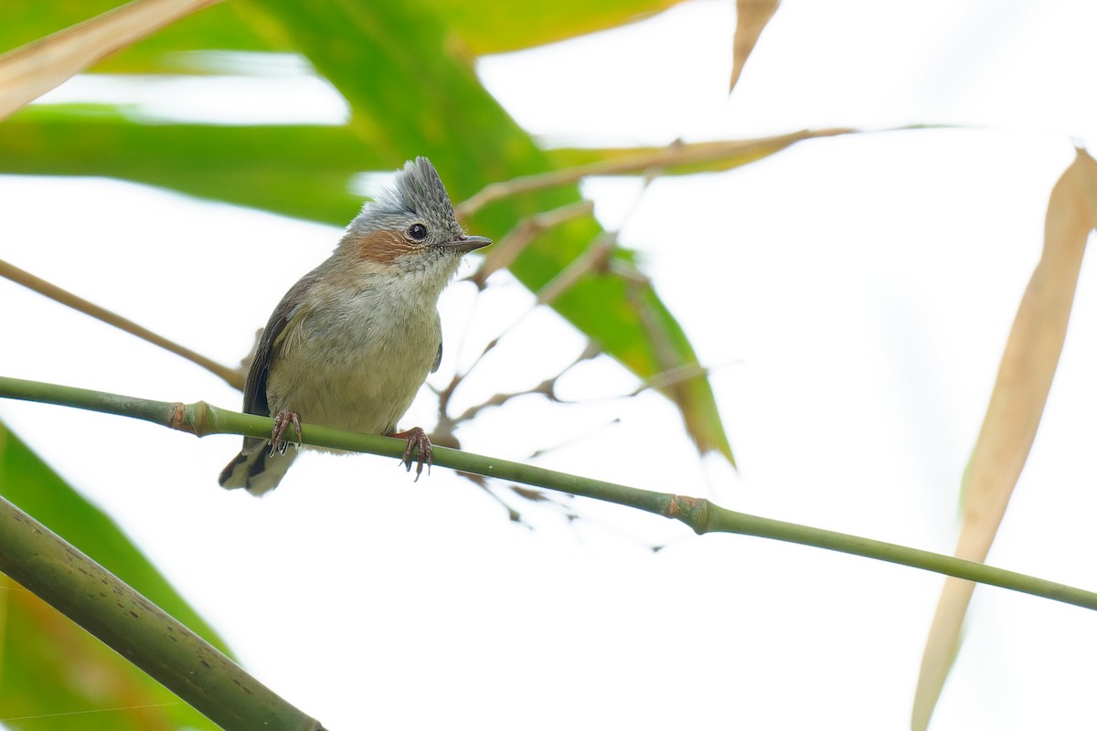 Striated Yuhina - ML358187911