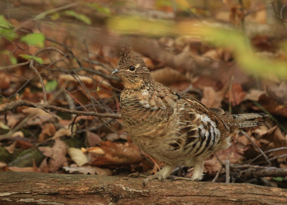 Ruffed Grouse - ML35818801