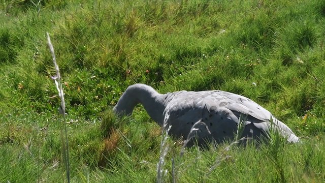 Cape Barren Goose - ML358188381