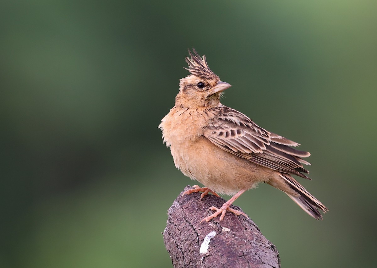 Tawny Lark - Hemanya Radadia