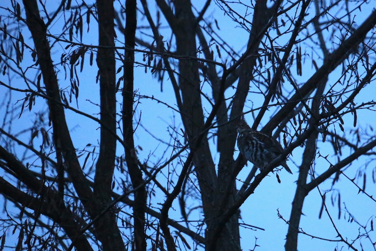 Ruffed Grouse - Tim Lenz