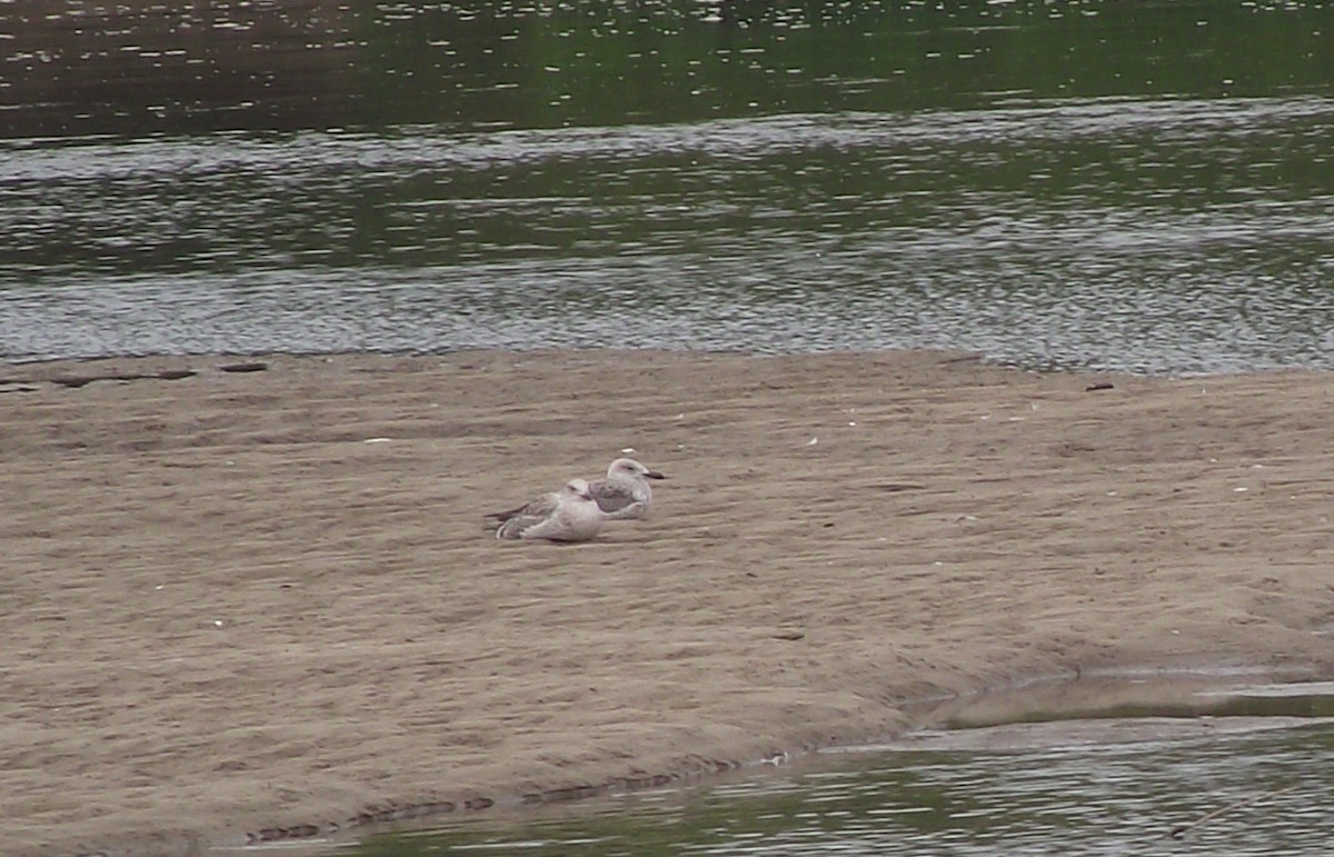 Steppenmöwe - ML358189371