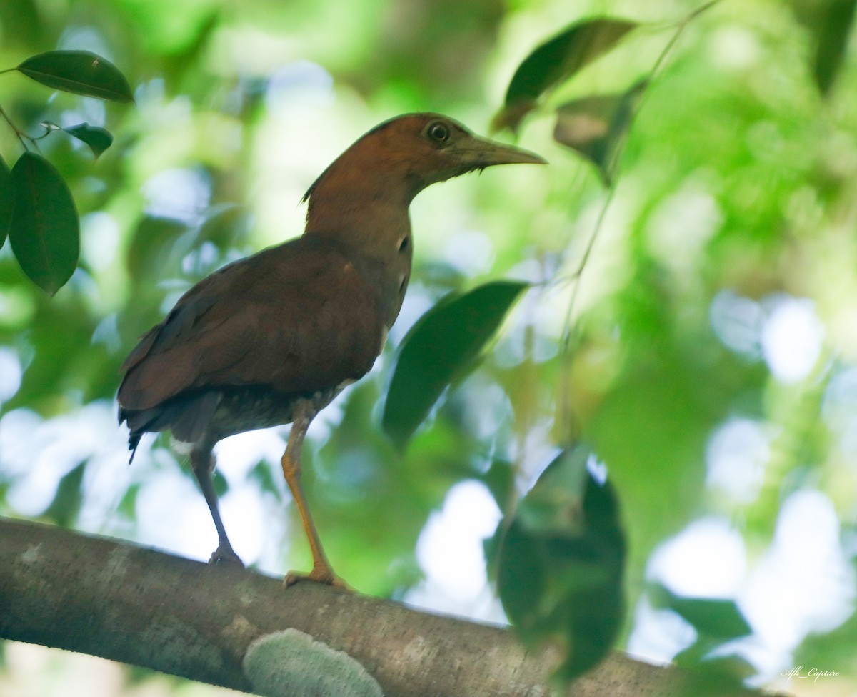 Malayan Night Heron - ML358189721