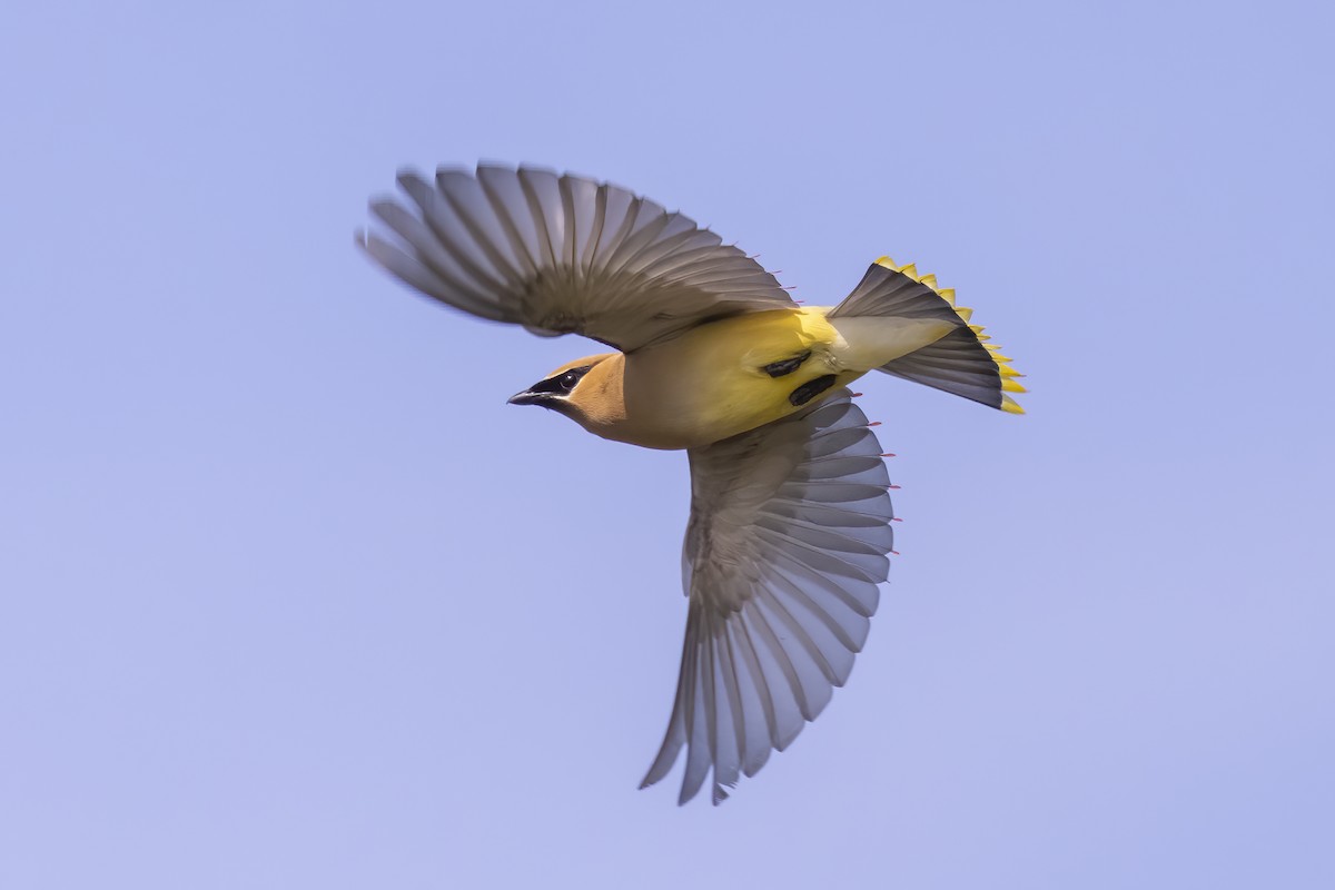 Cedar Waxwing - ML358190811