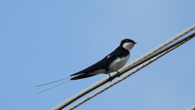 Wire-tailed Swallow - ML358191011