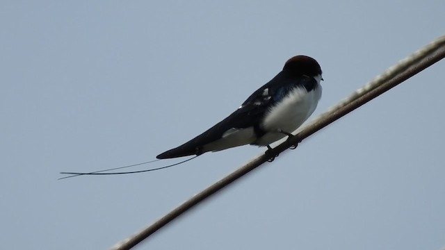 Wire-tailed Swallow - ML358191221