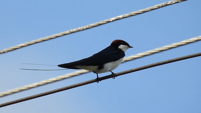 Wire-tailed Swallow - ML358191241