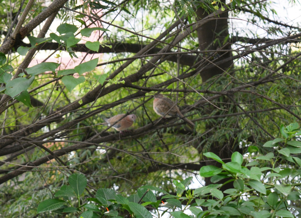 Laughing Dove - ML358191341