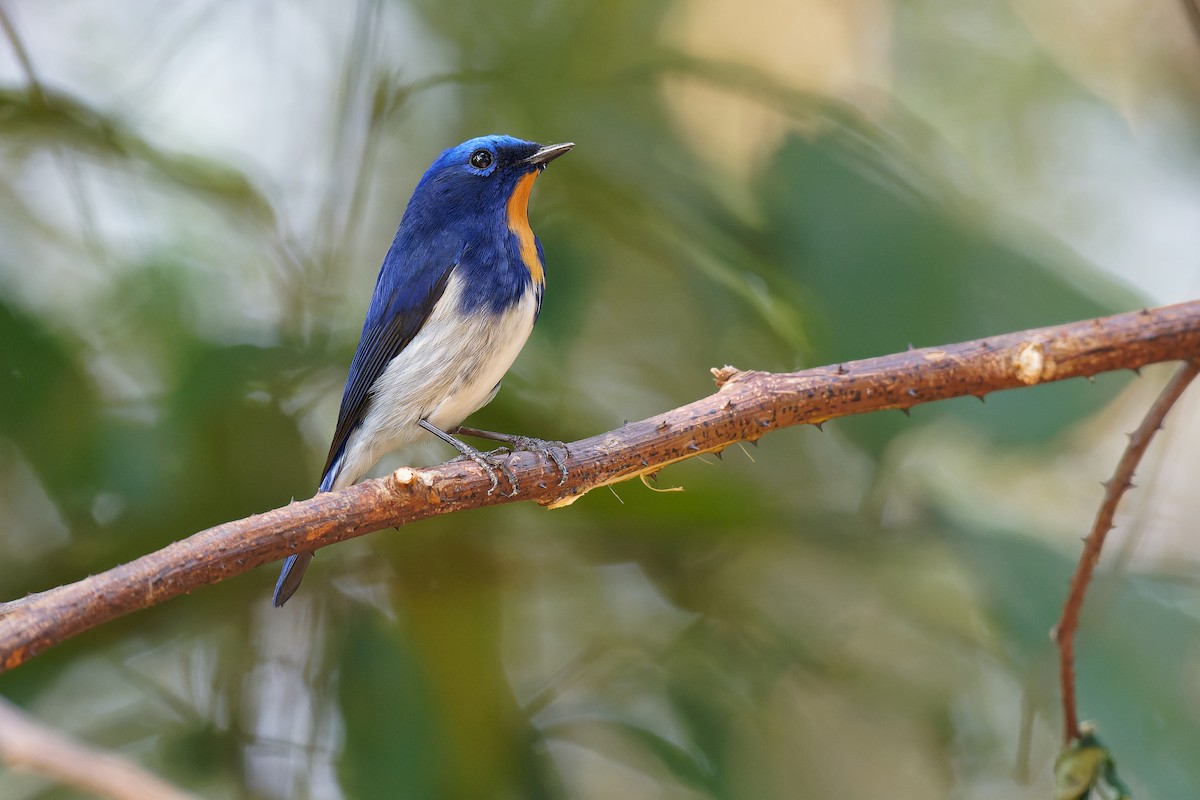 Sapphire Flycatcher - Vincent Wang