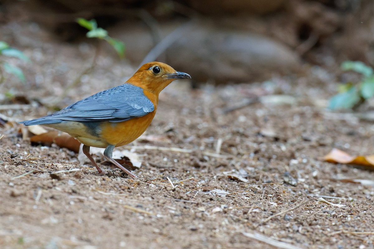 Orange-headed Thrush - ML358192751