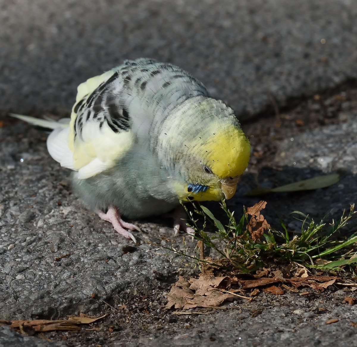 Budgerigar (Domestic type) - ML35819371
