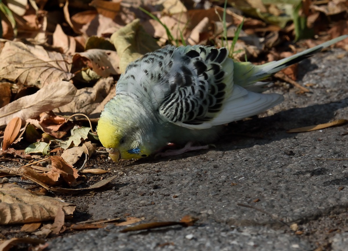 Budgerigar (Domestic type) - ML35819381