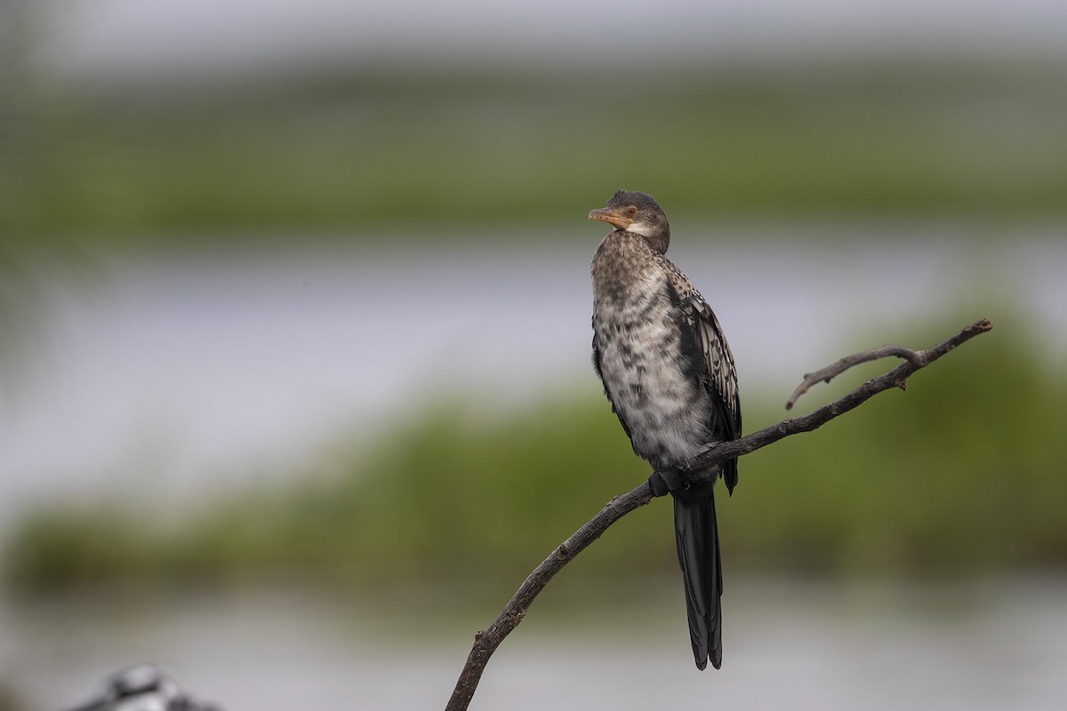 Long-tailed Cormorant - ML358193951