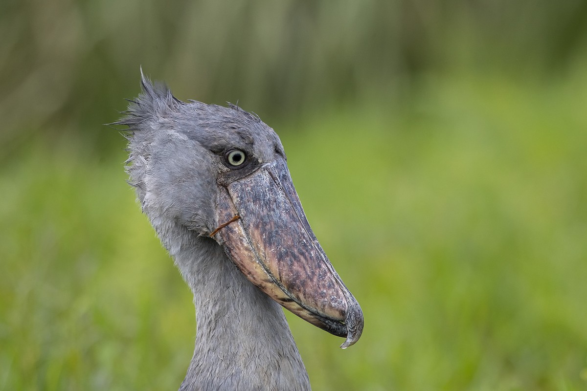 Shoebill - Niall D Perrins