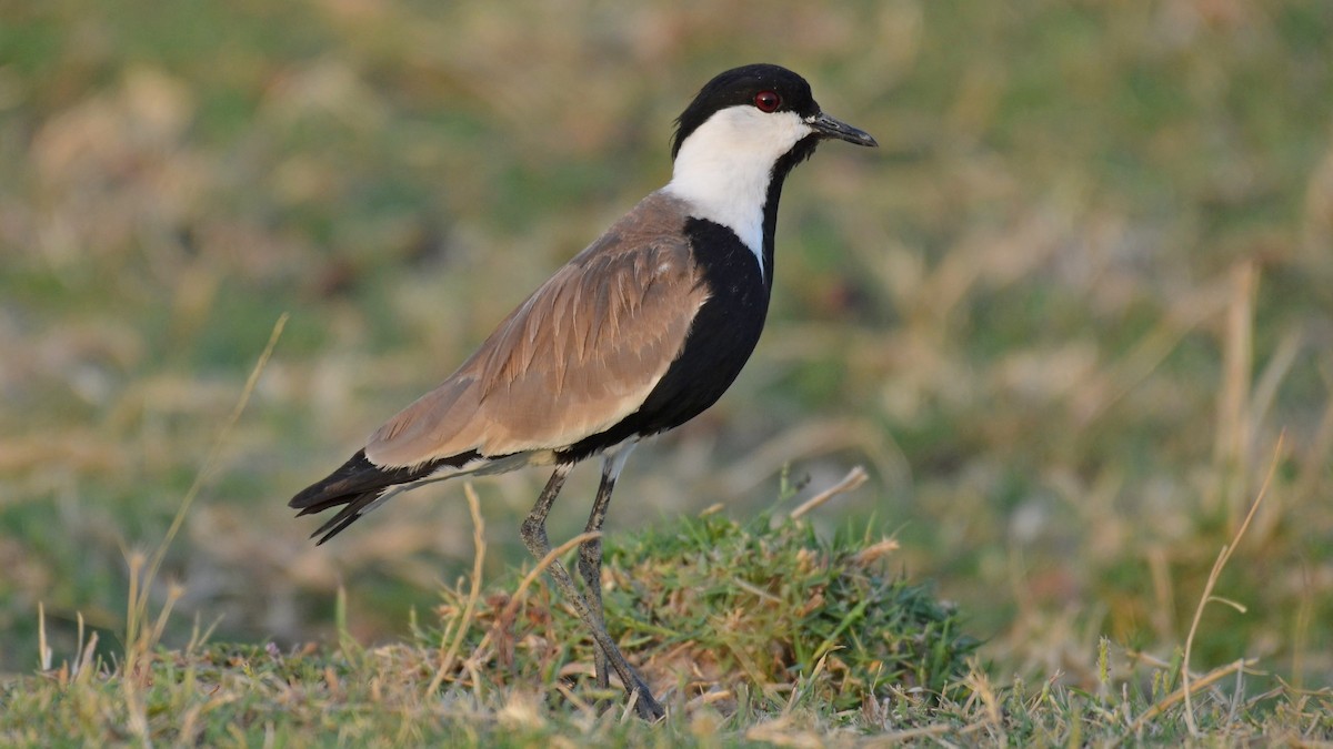 Spur-winged Lapwing - ML358194211