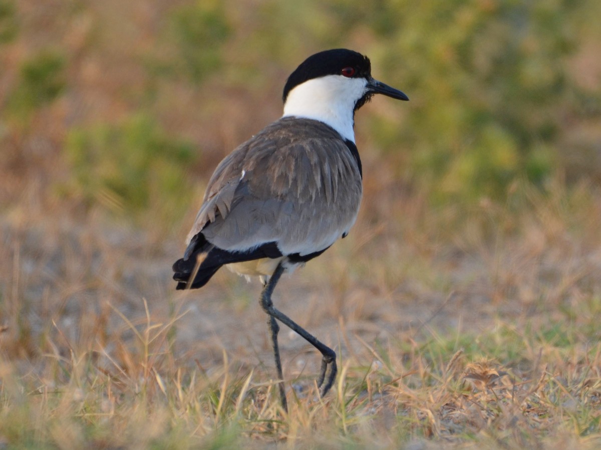 Spur-winged Lapwing - ML358194251