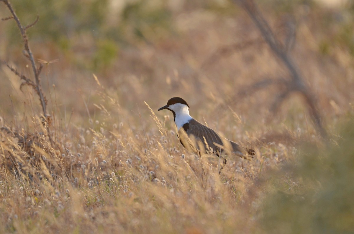 Spur-winged Lapwing - ML358194321