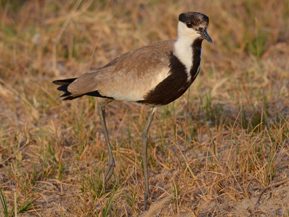Spur-winged Lapwing - ML358194381