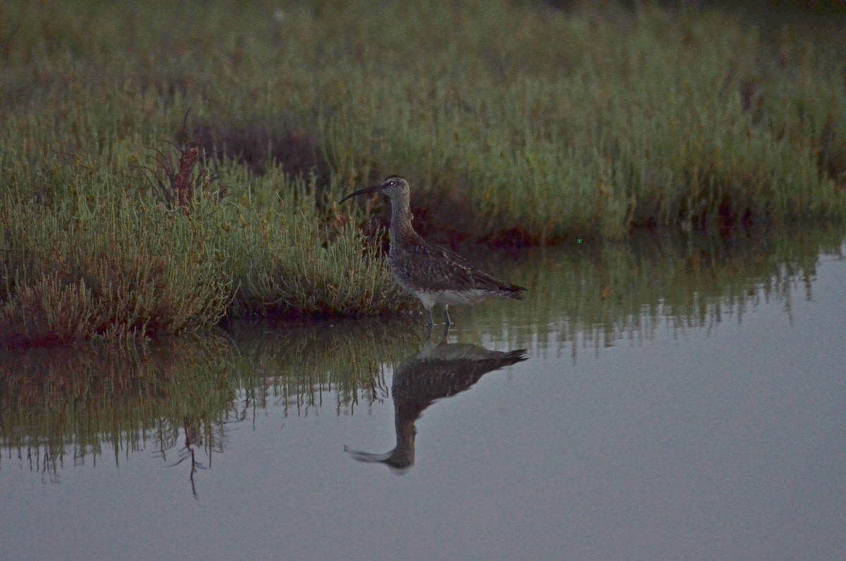 Whimbrel - ML358194461