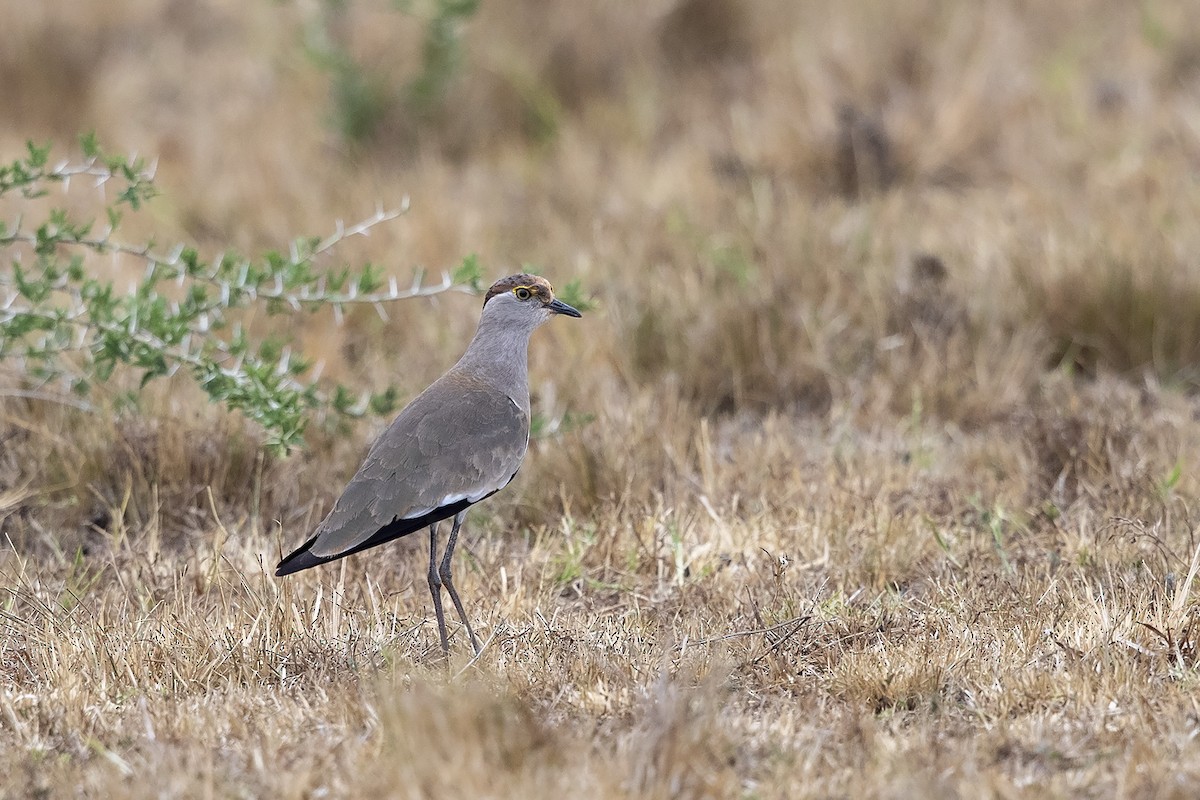 Brown-chested Lapwing - Niall D Perrins