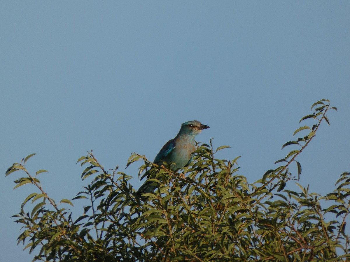 European Roller - Jose Lopez