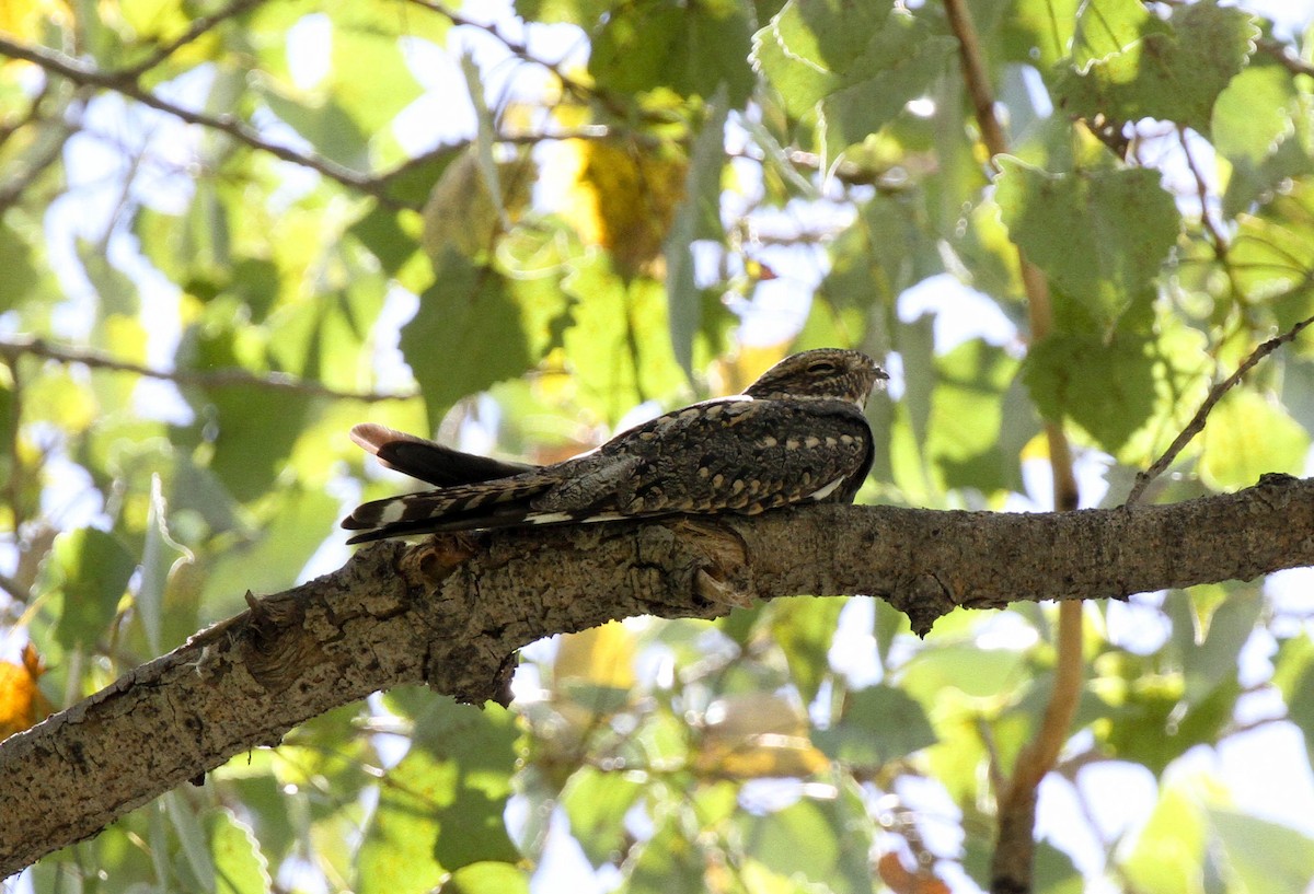 Lesser Nighthawk - ML35819671