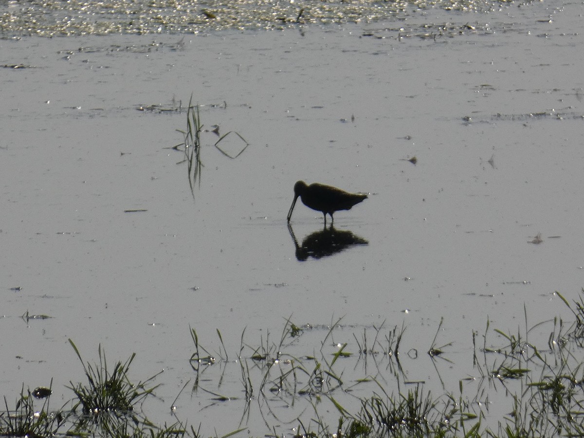 Short-billed Dowitcher - Anonymous