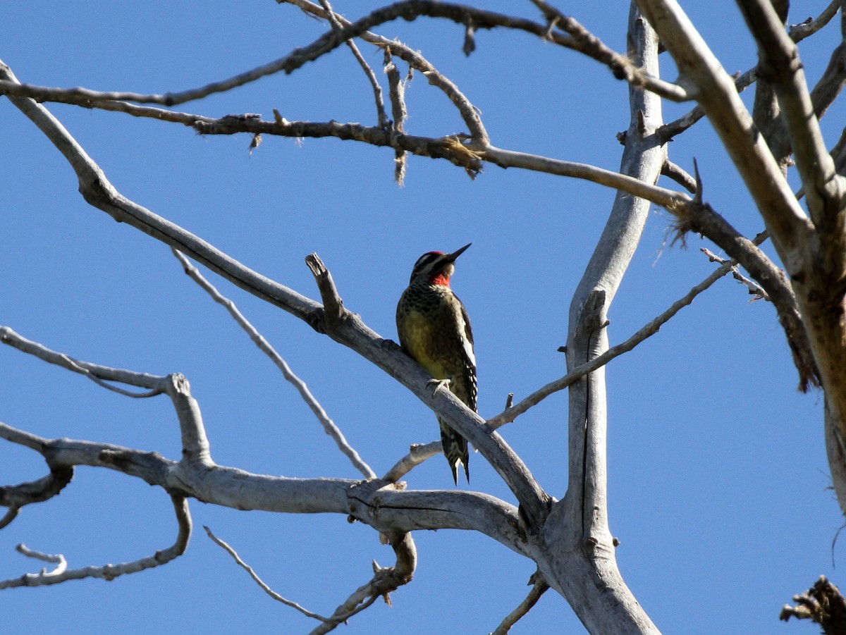 Red-naped Sapsucker - ML35819991