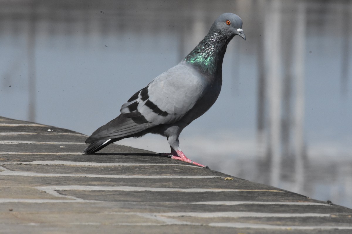 Rock Pigeon (Feral Pigeon) - ML358200451