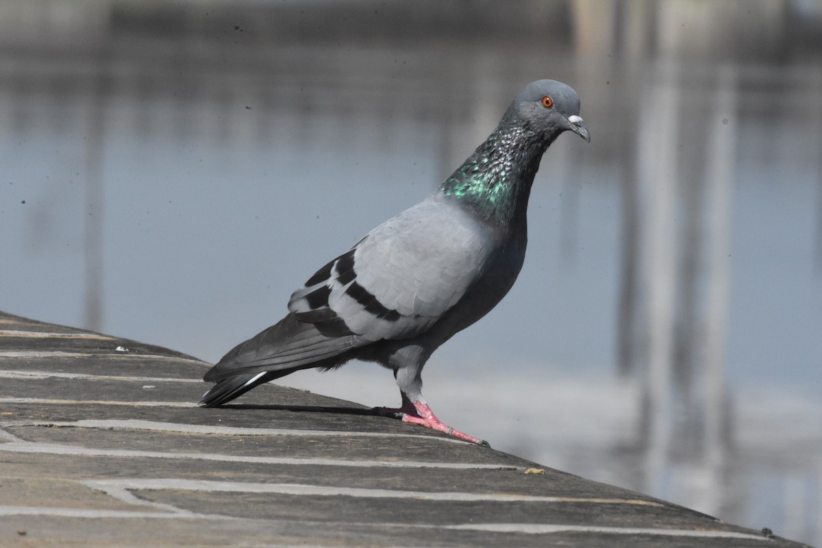 Rock Pigeon (Feral Pigeon) - ML358200551