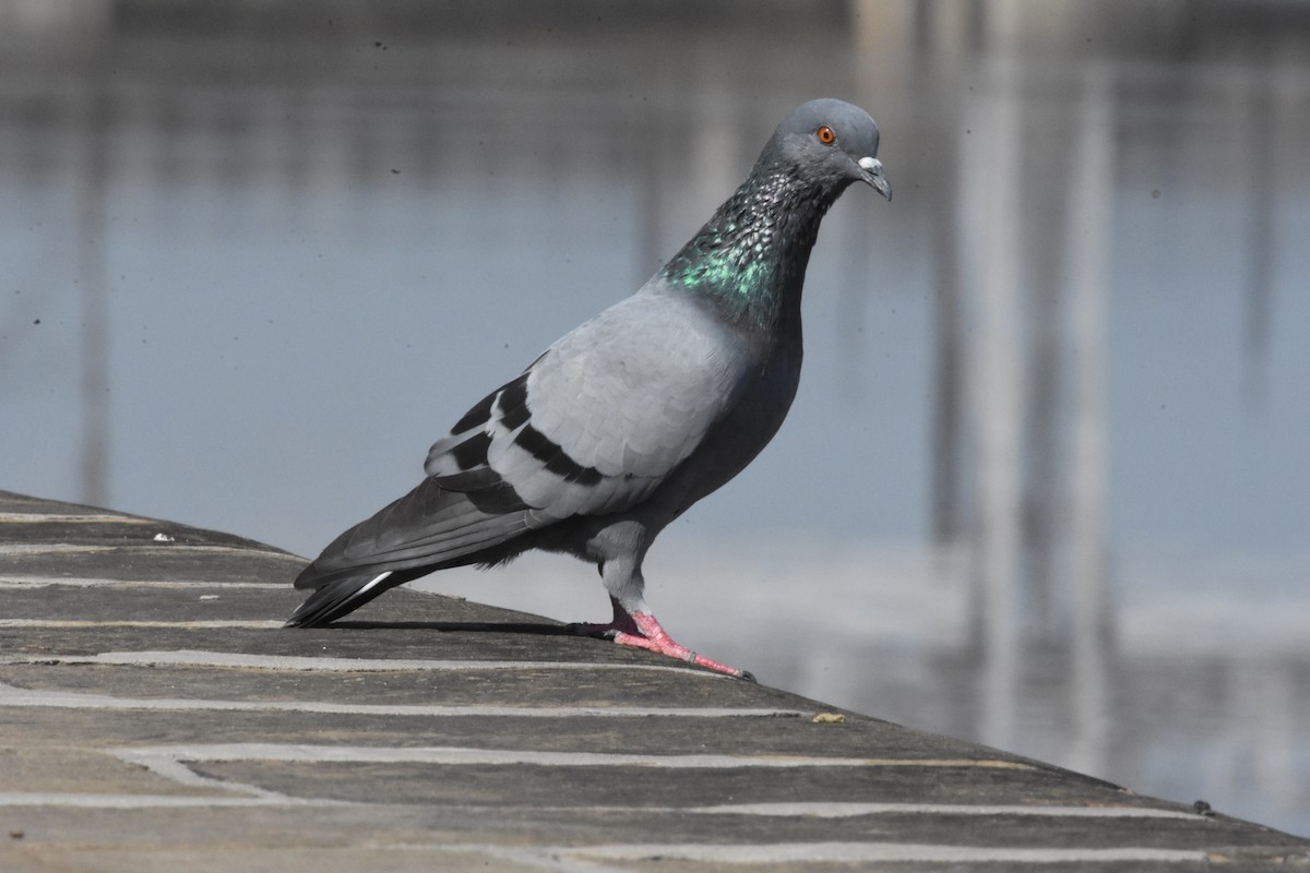 Rock Pigeon (Feral Pigeon) - ML358200601