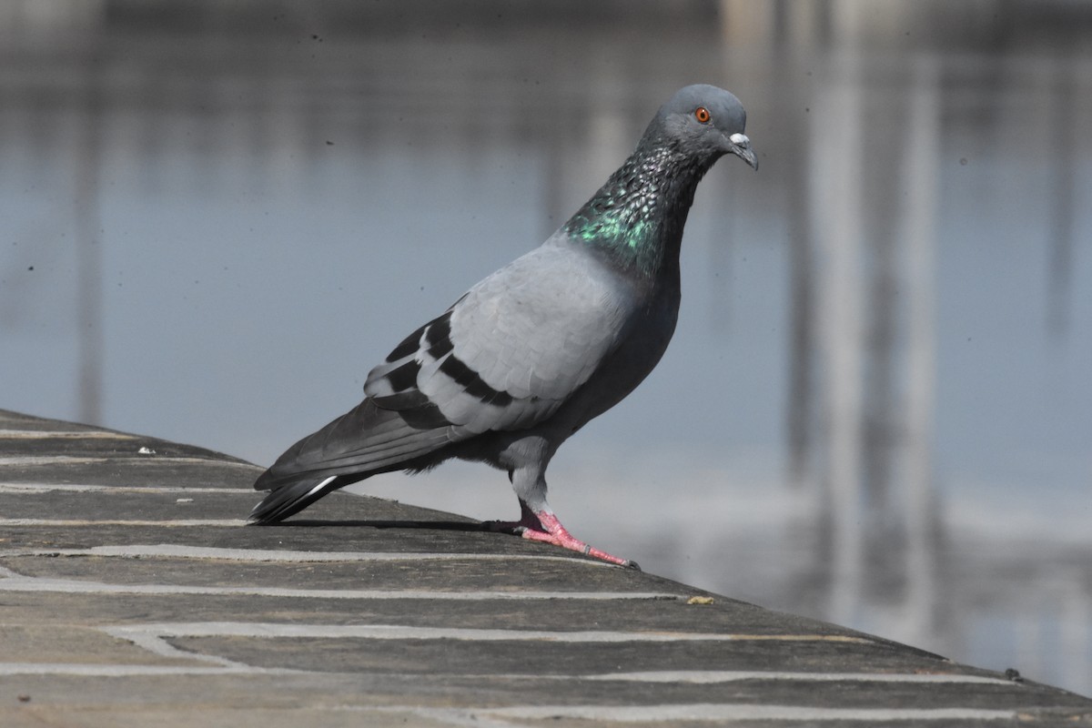Rock Pigeon (Feral Pigeon) - Sanjiv Khanna