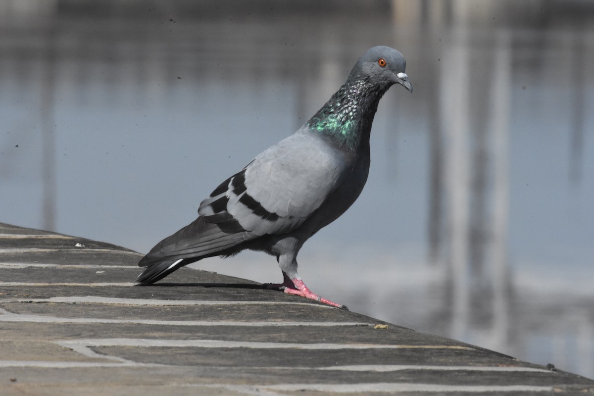 Rock Pigeon (Feral Pigeon) - ML358200611