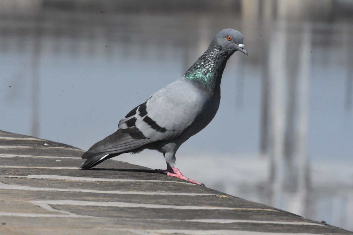 Pigeon biset (forme domestique) - ML358200631