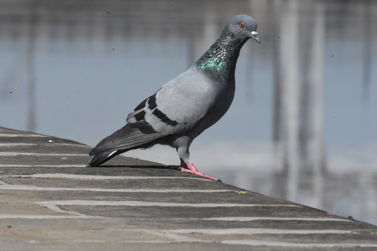 Rock Pigeon (Feral Pigeon) - ML358200661