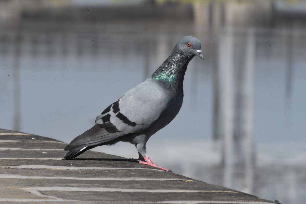 Pigeon biset (forme domestique) - ML358200691