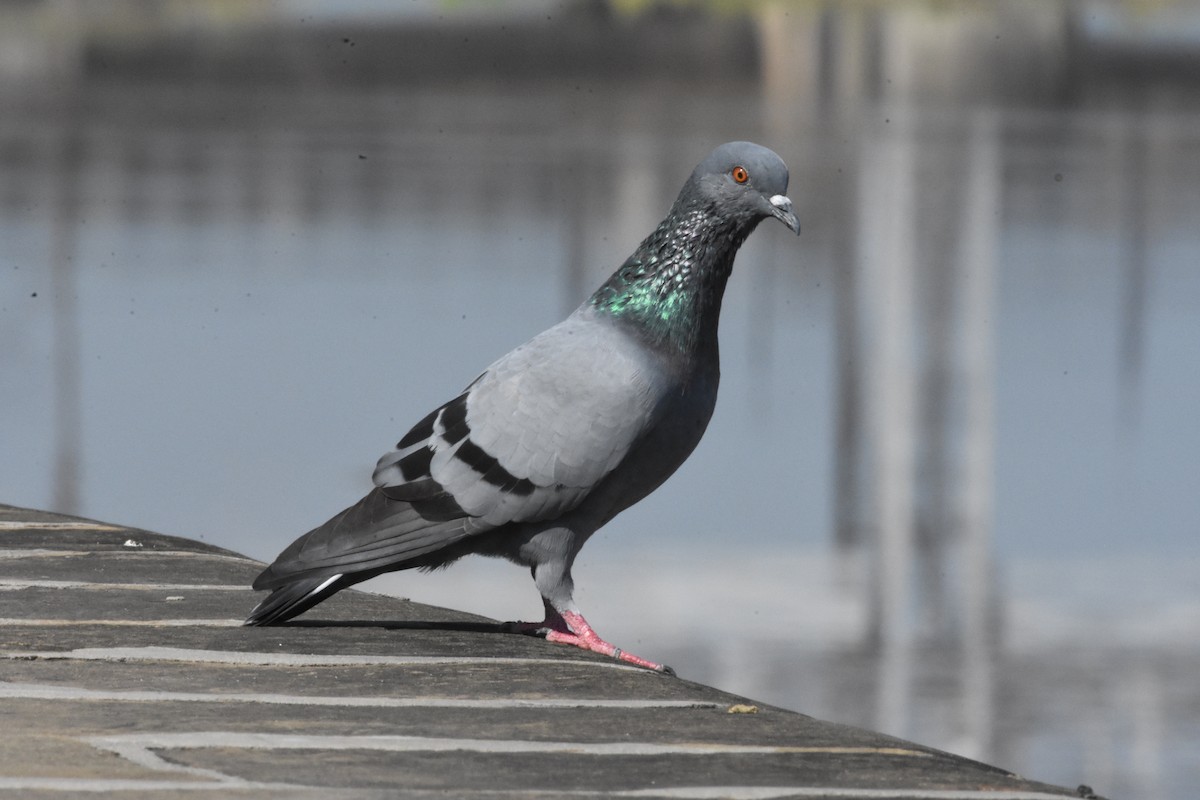 Rock Pigeon (Feral Pigeon) - ML358200691