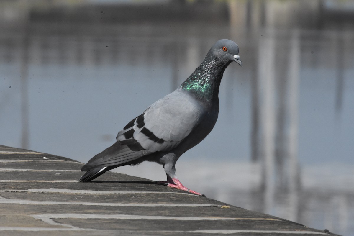 Pigeon biset (forme domestique) - ML358200711