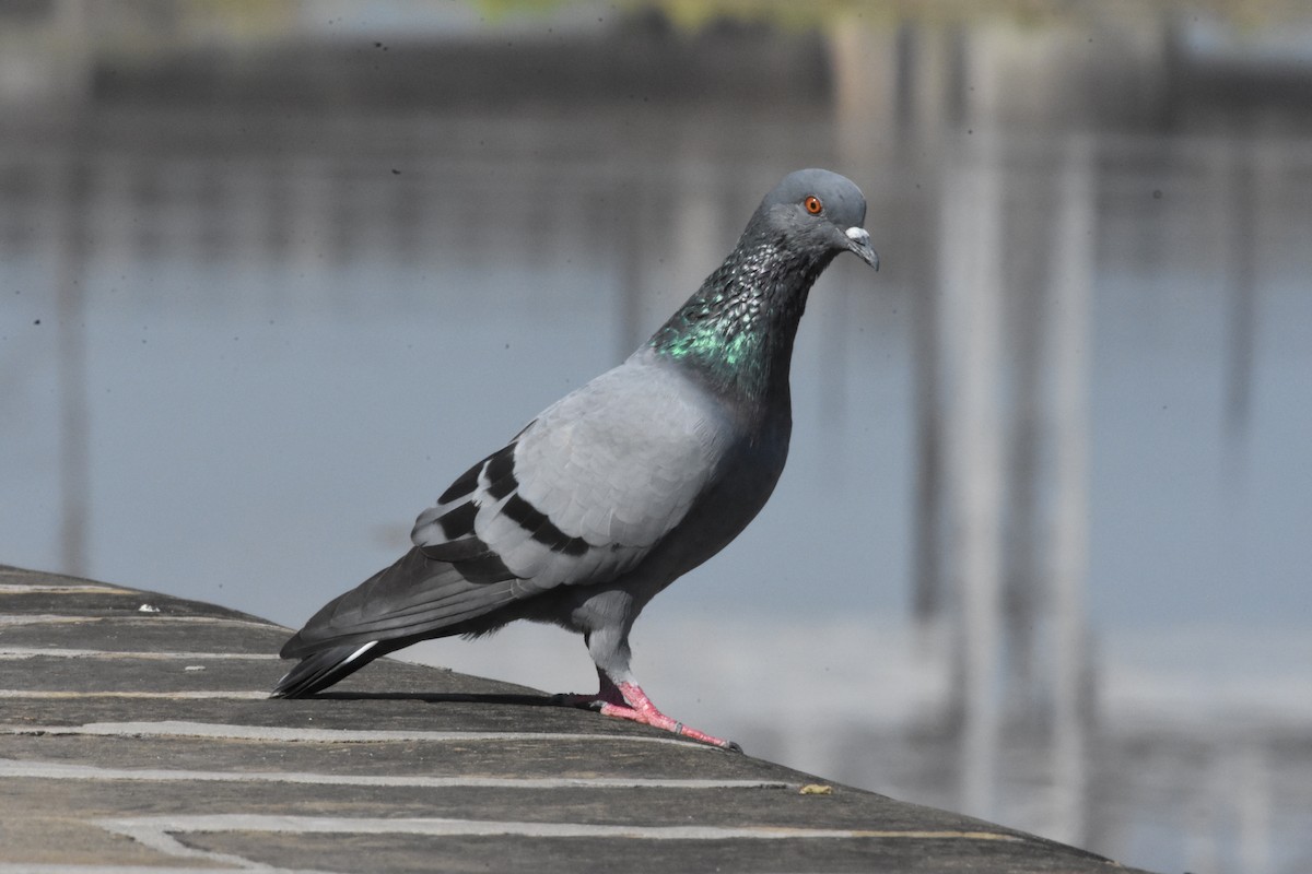 Rock Pigeon (Feral Pigeon) - ML358200771