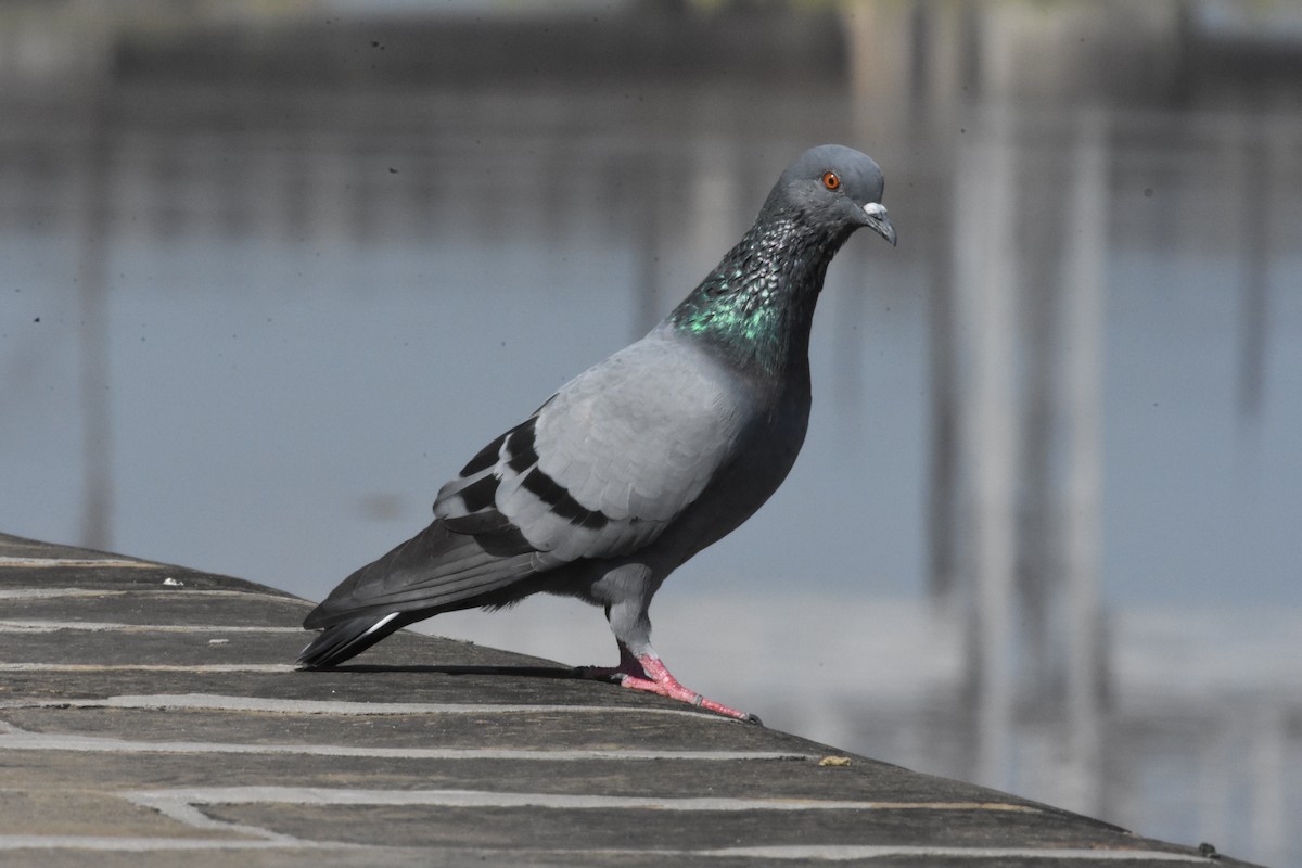 Rock Pigeon (Feral Pigeon) - ML358200781