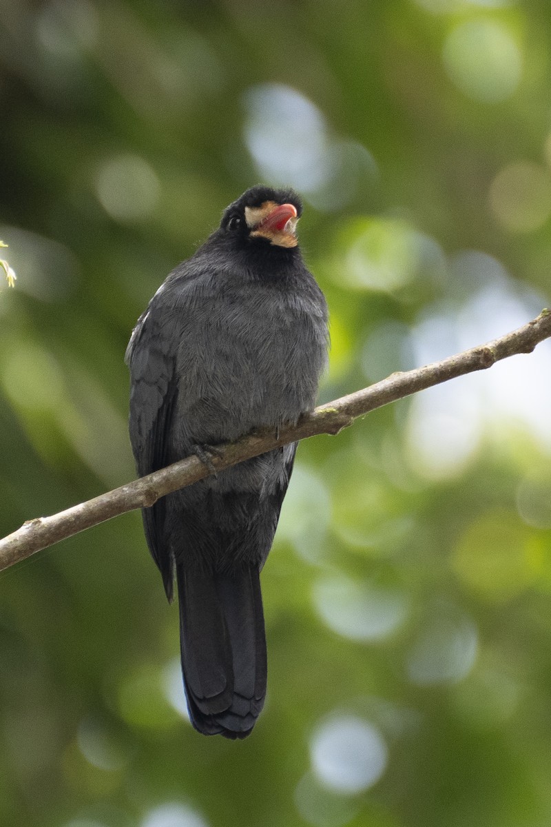 White-fronted Nunbird - ML358202201