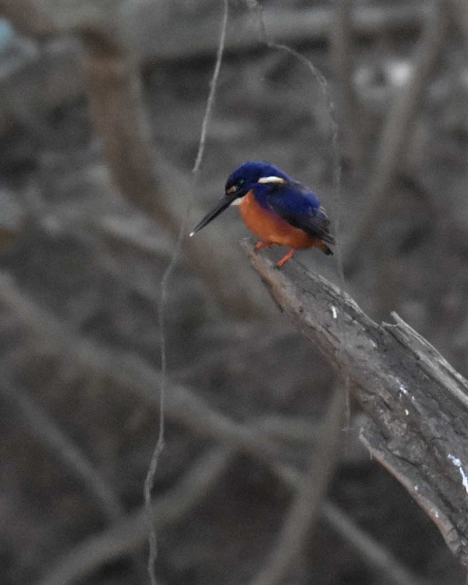 Azure Kingfisher - ML358203231