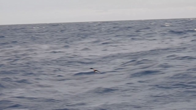 Band-rumped Storm-Petrel (Madeiran) - ML358204251