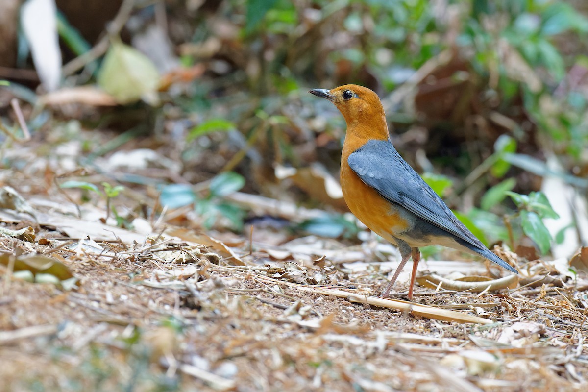 Orange-headed Thrush - ML358204991