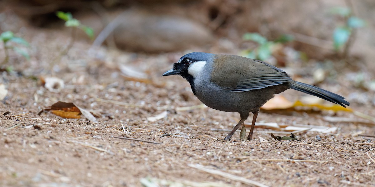 Black-throated Laughingthrush (Black-throated) - Vincent Wang